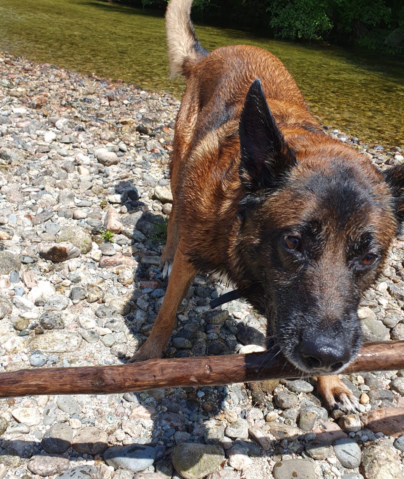 Mon chien Ribellu Petite sortie à la rivière.
